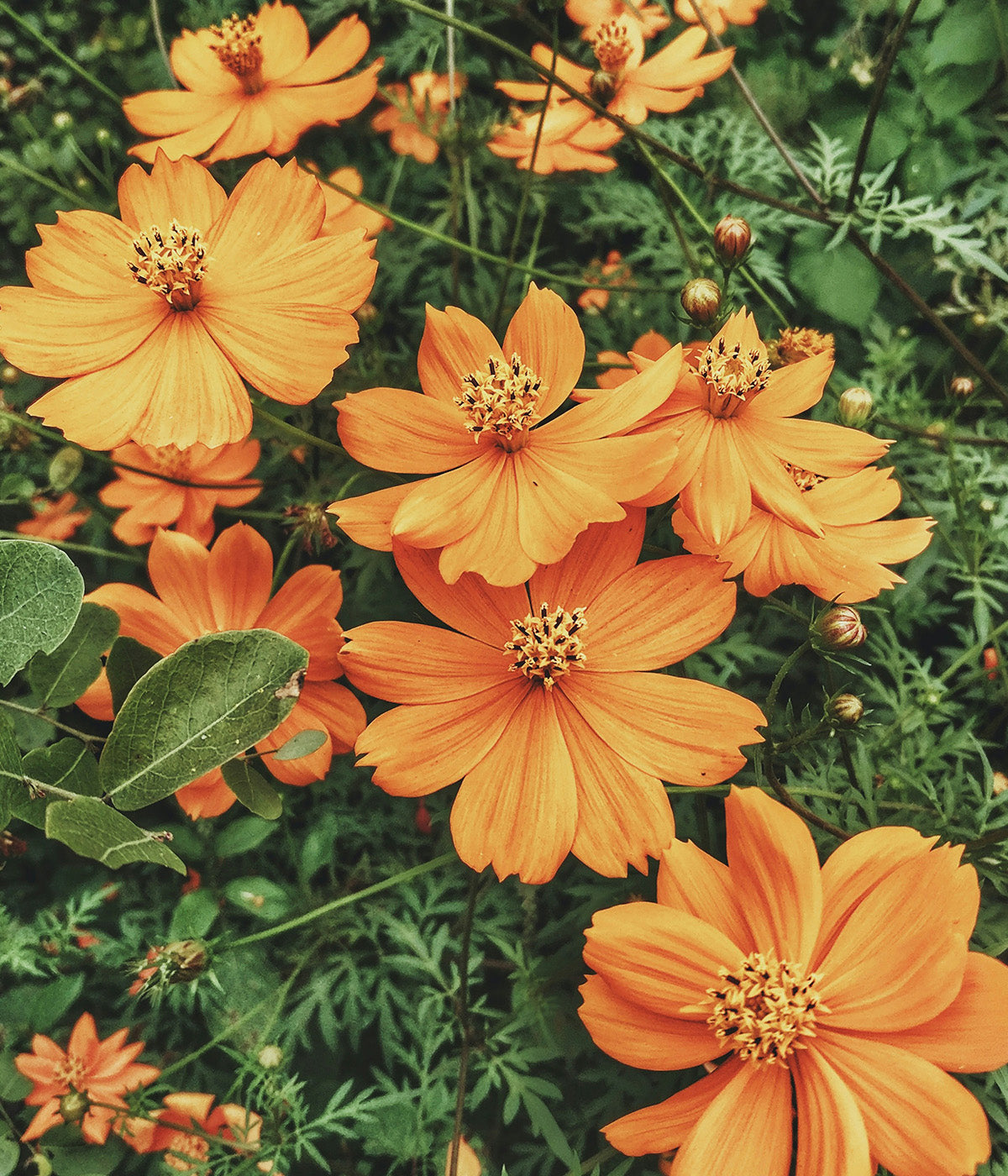 Floral